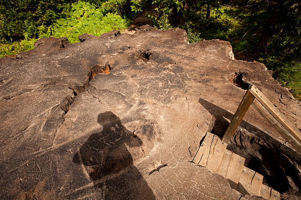 Unsolved Historical Mysteries: From Ancient Giants to Undeciphered Cryptic Manuscripts